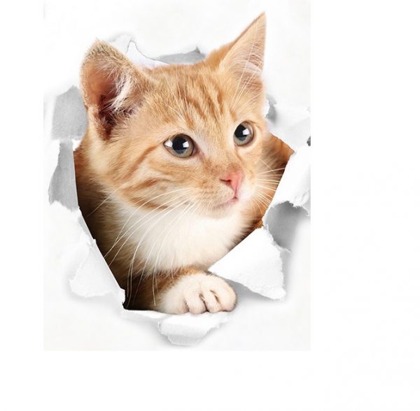 Fototapet 3D pisica Ginger, dimensiune 39×32 cm, 1 bucata