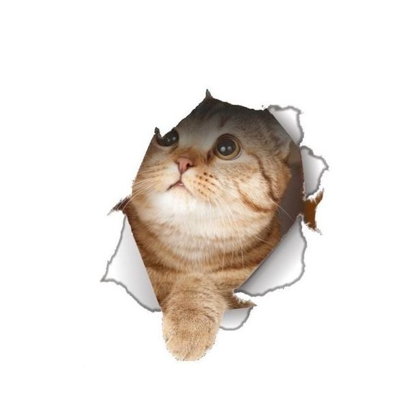 Sticker decorativ Pisica 3D, pentru perete sau alte suprafete, 21×24 cm