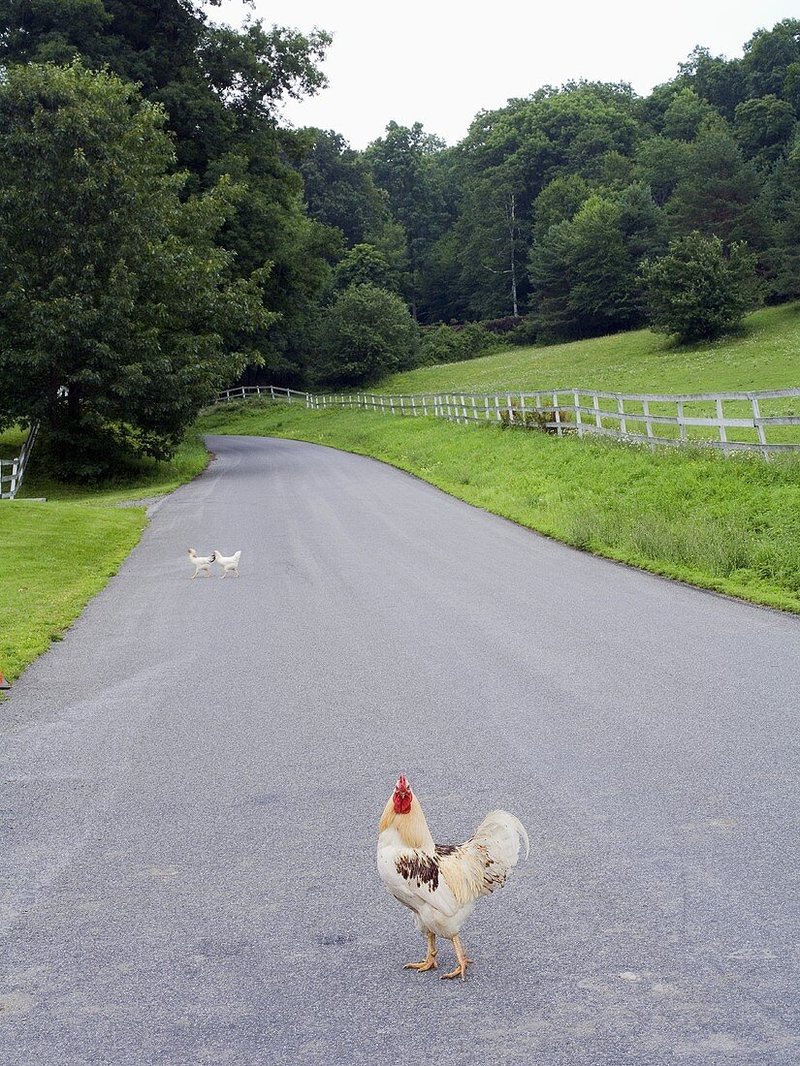 A look at chicken road game