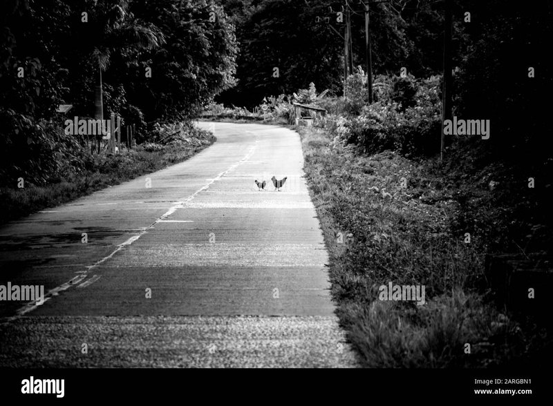 Image: Conoce el Juego de La Ruta de la Gallina en España