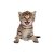 Fototapet 3D model Pisica, dimensiune 20×30 cm, multicolor
